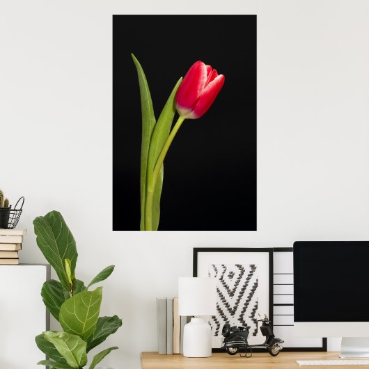 Enkelvoudige rode tulp op zwarte achtergrond poster (Thuiskantoor)