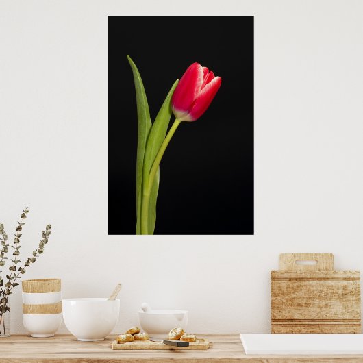 Enkelvoudige rode tulp op zwarte achtergrond poster (Keuken)