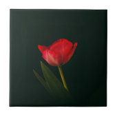 Enkelvoudige rode tulp tegeltje (Voorkant)