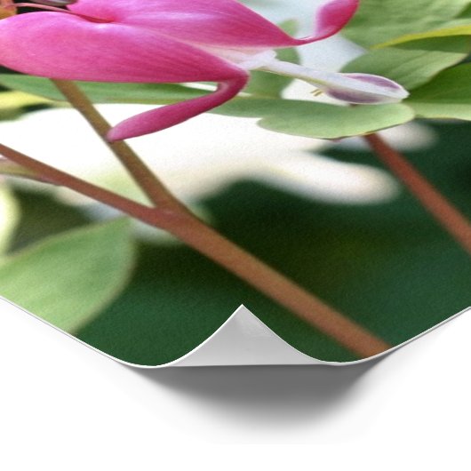 Enkelvoudige roze bloeding Hartbloem Poster (Hoek)