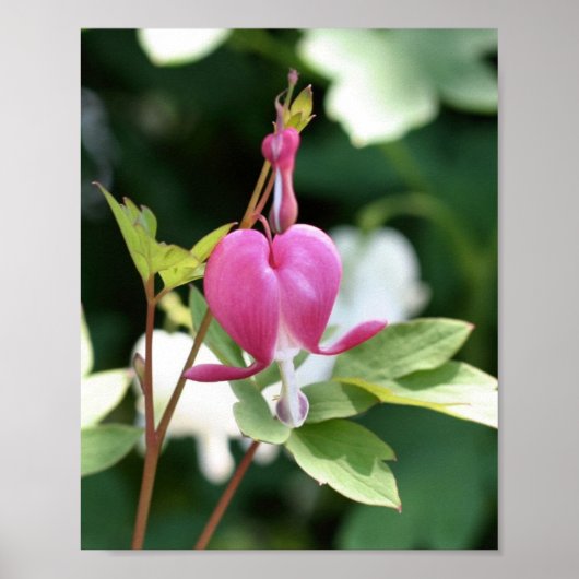 Enkelvoudige roze bloeding Hartbloem Poster (Voorkant)