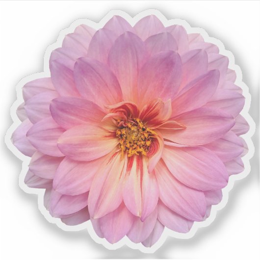 Enkelvoudige roze en Paarse Zinnia Flower Sticker (Voorkant)