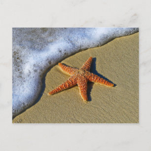 Enkelvoudige Starfish op strand Briefkaart