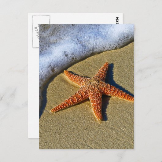 Enkelvoudige Starfish op strand Briefkaart (Voorkant / Achterkant)