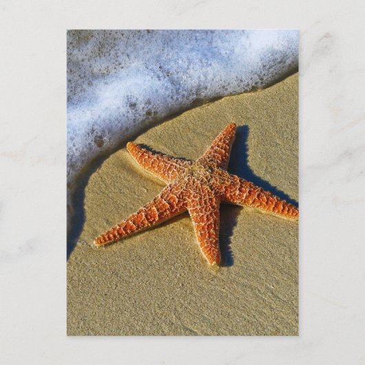 Enkelvoudige Starfish op strand Briefkaart (Voorkant)