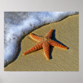 Enkelvoudige Starfish op strand Poster (Voorkant)