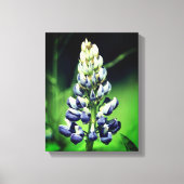 Enkelvoudige wilde Paarse luifwerper Canvas Afdruk (Voorkant)