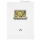 Enkelvoudige witte calla lib (Achterkant)