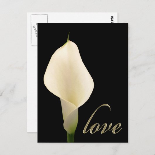 Enkelvoudige witte calla lib briefkaart (Voorkant / Achterkant)