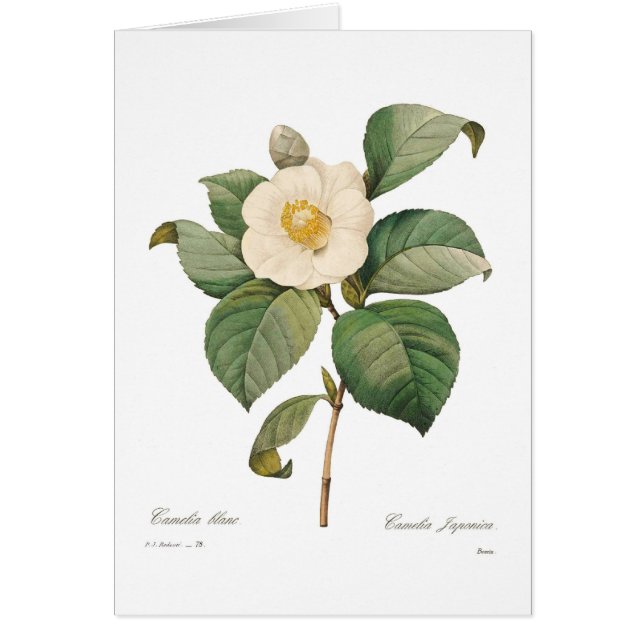 Enkelvoudige witte camellia (Voorkant)