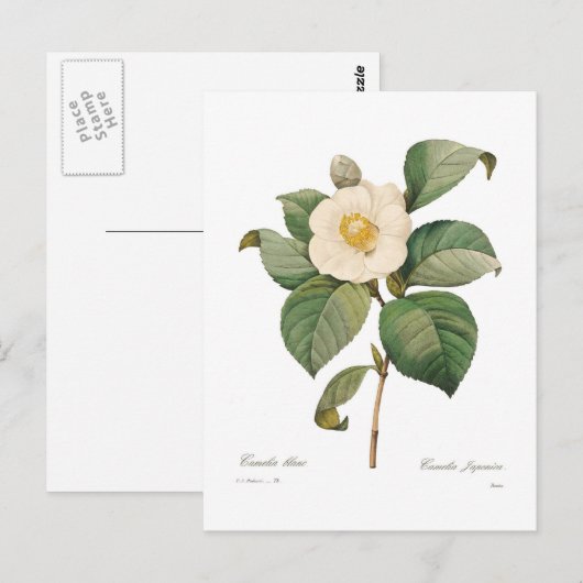 Enkelvoudige witte camellia briefkaart (Voorkant / Achterkant)