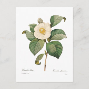 Enkelvoudige witte camellia briefkaart