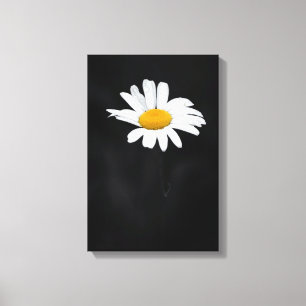 Enkelvoudige witte en gele Daisy-ventilator op zwa Canvas Afdruk