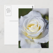 Enkelvoudige witte rozenbloesem briefkaart (Voorkant / Achterkant)