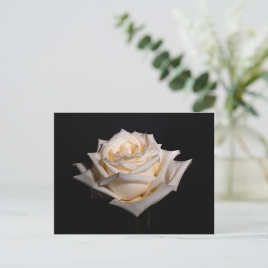 Enkelwitte Rose Briefkaart (Staand voorkant)