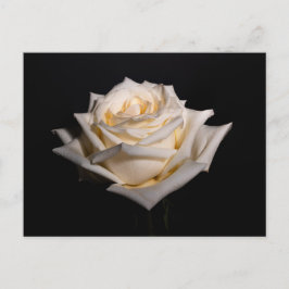 Enkelwitte Rose Briefkaart