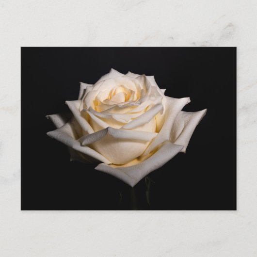 Enkelwitte Rose Briefkaart (Voorkant)