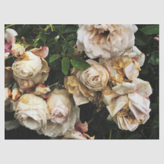 Enkelwitte Rose Tissuepapier