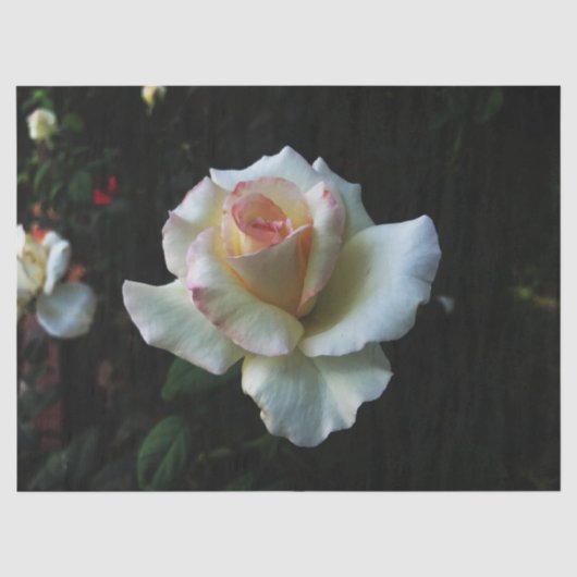 Enkelwitte Rose Tissuepapier (Voorkant)