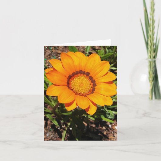 Enorma Oranje Gazania Rigens Folded Note Kaart (Voorkant)