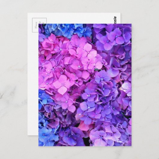 Enorme bosjes paarse en blauwe hydrangea briefkaart (Voorkant / Achterkant)