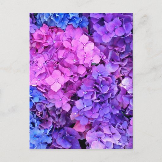 Enorme bosjes paarse en blauwe hydrangea briefkaart (Voorkant)