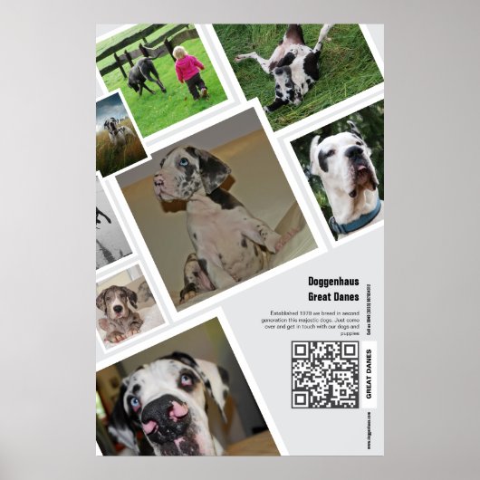 Enorme Great Dane Fokkerij Promotie Poster (Voorkant)