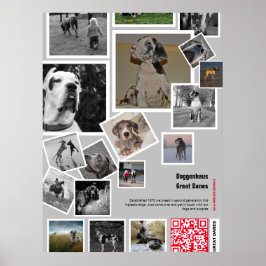 Enorme Great Dane Puppy te koop Poster