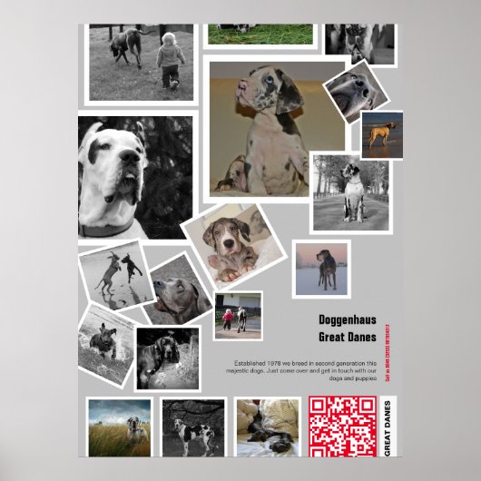 Enorme Great Dane Puppy te koop Poster (Voorkant)