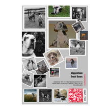 Enorme Great Dane Puppy te koop