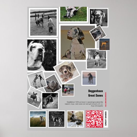 Enorme Great Dane Puppy te koop Poster (Voorkant)