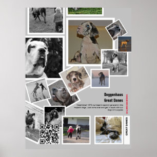 Enorme Great Dane Puppy te koop Poster