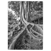 Enorme rubberboomwortels klembord (Achterkant)