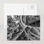 Enorme rubberwortels briefkaart (Voorkant / Achterkant)