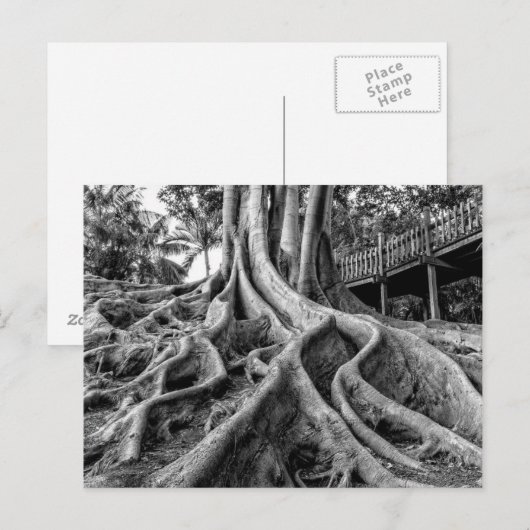 Enorme rubberwortels briefkaart (Voorkant / Achterkant)