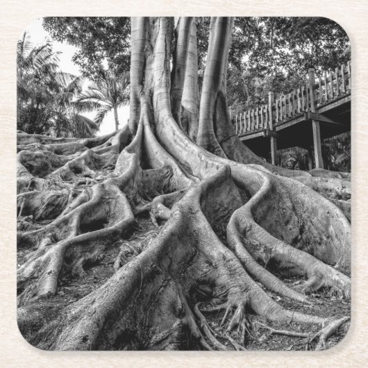 Enorme rubberwortels kartonnen onderzetters (Voorkant)