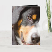 Entlebucher - ik heb mijn ogen op u! feestdagen kaart (Voorkant)