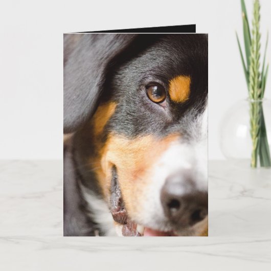 Entlebucher - ik heb mijn ogen op u! feestdagen kaart (Voorkant)