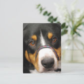 Entlebucher Mountain Dog Briefkaart (Staand voorkant)