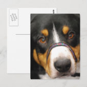 Entlebucher Mountain Dog Briefkaart (Voorkant / Achterkant)