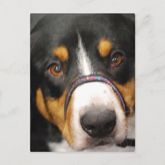 Entlebucher Mountain Dog Briefkaart (Voorkant)