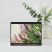 Entomofilie - Lavandula stoechas Briefkaart (Staand voorkant)