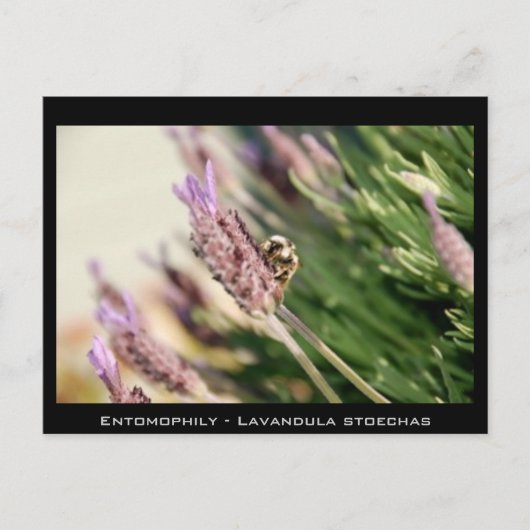 Entomofilie - Lavandula stoechas Briefkaart (Voorkant)
