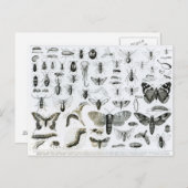 Entomologie Briefkaart (Voorkant / Achterkant)