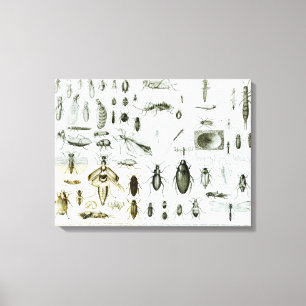 Entomologie Canvas Afdruk