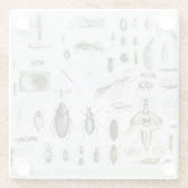 Entomologie Glazen Onderzetter (Achterkant)