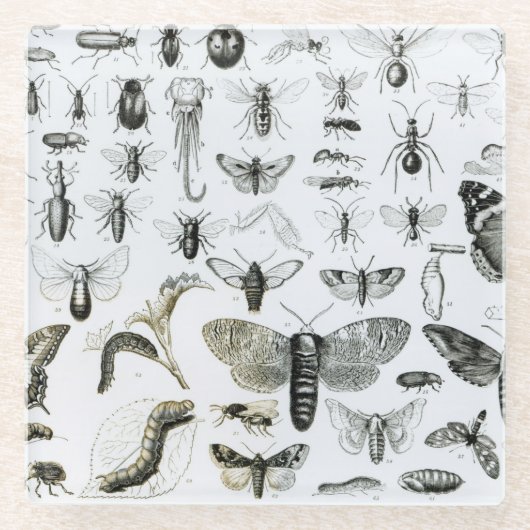 Entomologie Glazen Onderzetter (Voorkant)