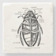  Entomologie Hydrofilidae Scavenger Beetle