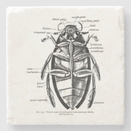  Entomologie Hydrofilidae Scavenger Beetle Stenen Onderzetter