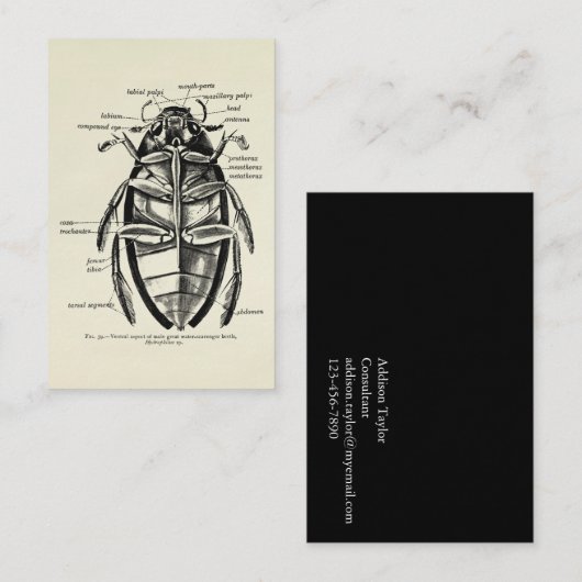  Entomologie Hydrofilidae Scavenger Beetle Visitekaartje (Voorkant / Achterkant)